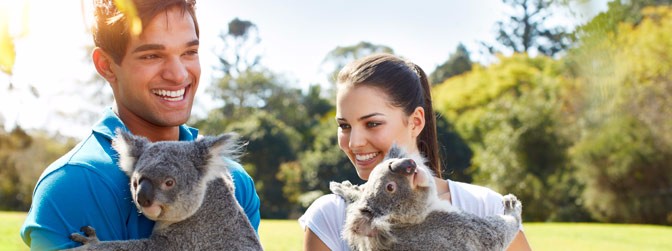 slider-koalas